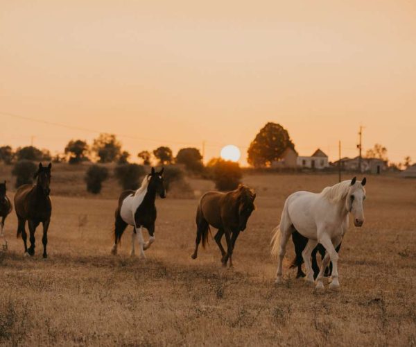retreat portugal breathwork horses farm quinta